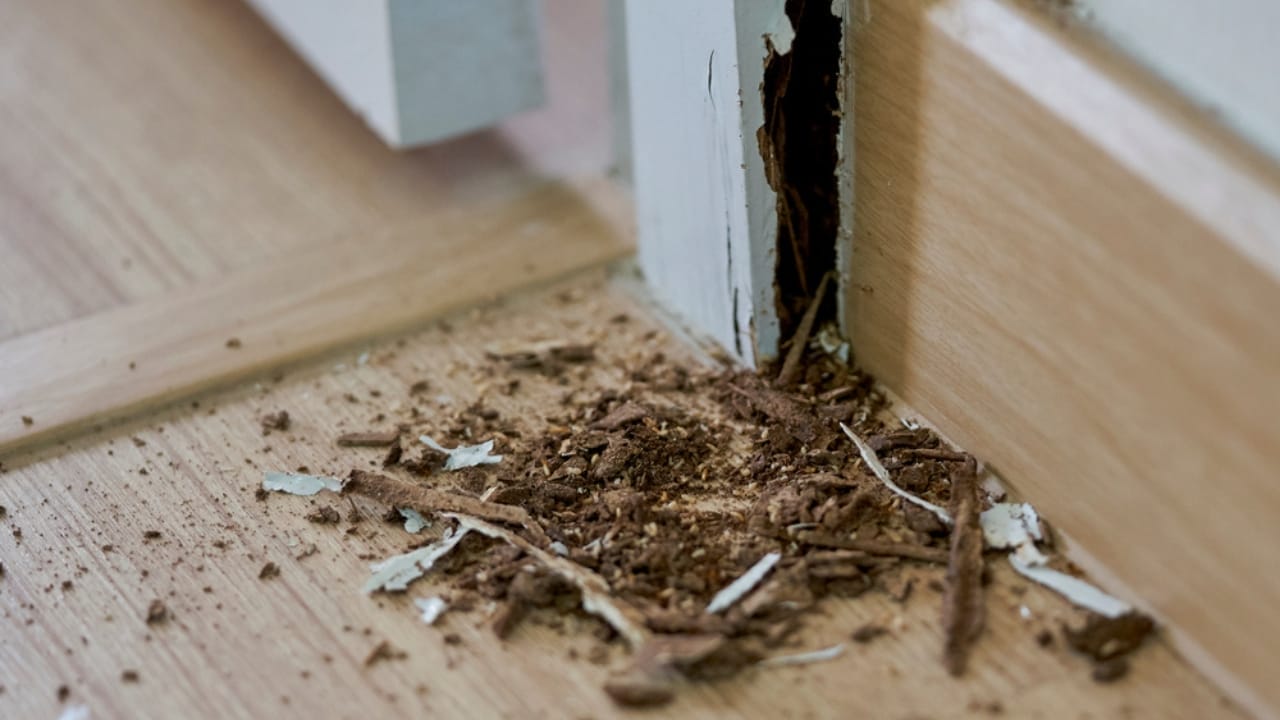 15 Unexpected Items Covered by Home Insurance 13 15 Unexpected Items Covered by Home Insurance - house termite infested ss1571409322