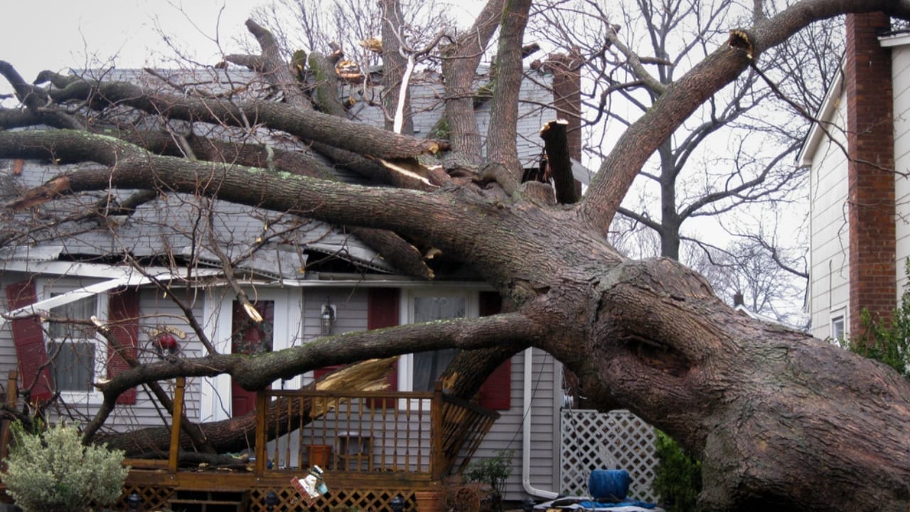 15 Unexpected Items Covered by Home Insurance 10 15 Unexpected Items Covered by Home Insurance - house with fallen tree ss1833658432