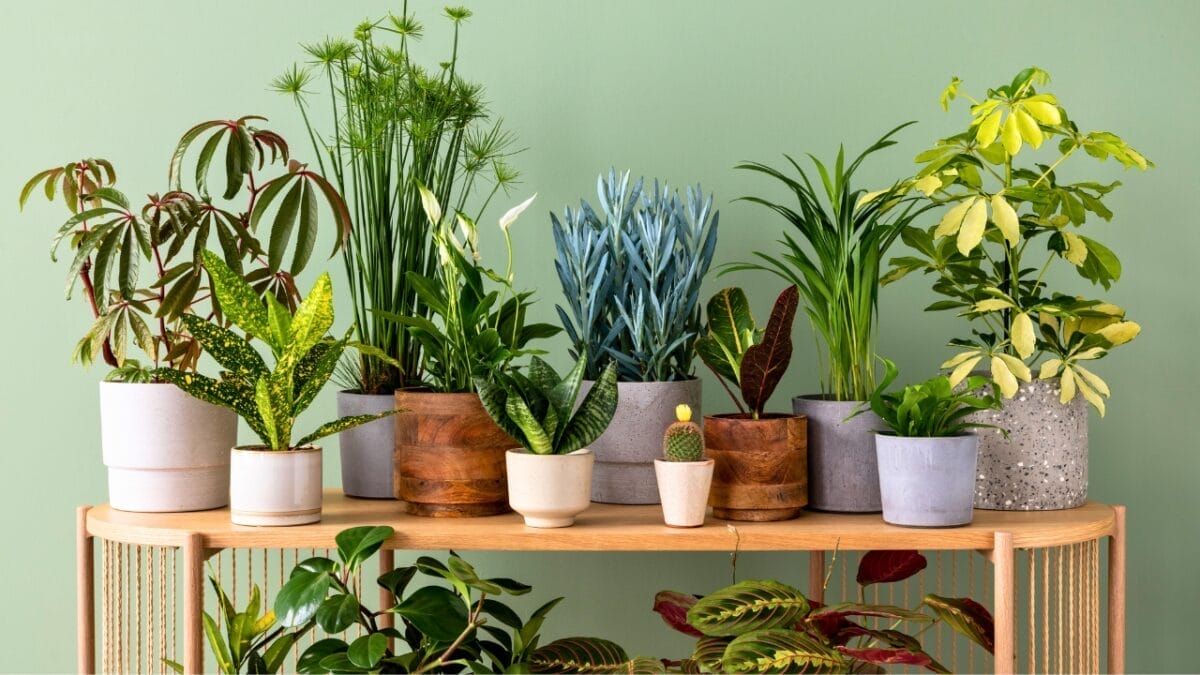 15 Ways to Save a Dying Plant & Bring It Back to Life 16 15 Ways to Save a Dying Plant & Bring It Back to Life - houseplants dp583407408