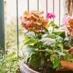 When & How to Fertilize Hydrangeas for the Best Blooms 2 When & How to Fertilize Hydrangeas for the Best Blooms - hydrangea dying woman ss2331652805