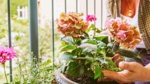 Bring Your Hydrangeas Back to Life with These Easy, Simple Tips 1 Bring Your Hydrangeas Back to Life with These Easy, Simple Tips - hydrangea dying woman ss2331652805