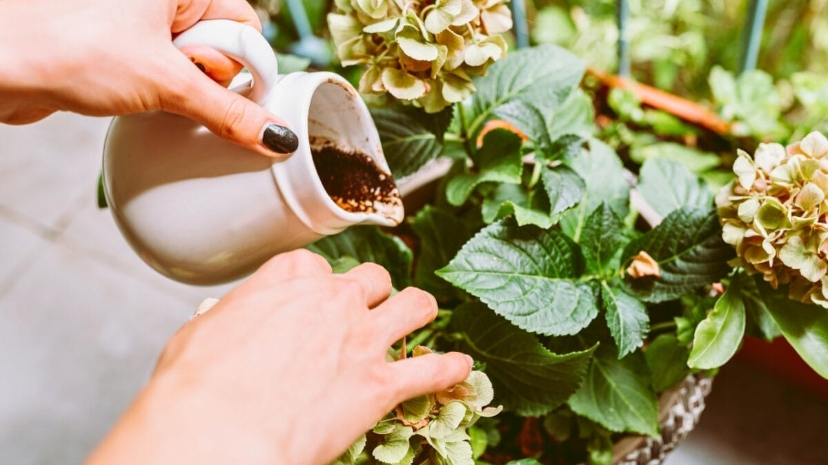 Say Goodbye to Leaf Scorch with These 10 Plant Care Tips 7 Say Goodbye to Leaf Scorch with These 10 Plant Care Tips - hydrangea fertilizer ss2337684831