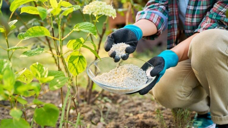 When & How to Fertilize Hydrangeas for the Best Blooms 7 When & How to Fertilize Hydrangeas for the Best Blooms - hydrangea fertilizer ss2482592225