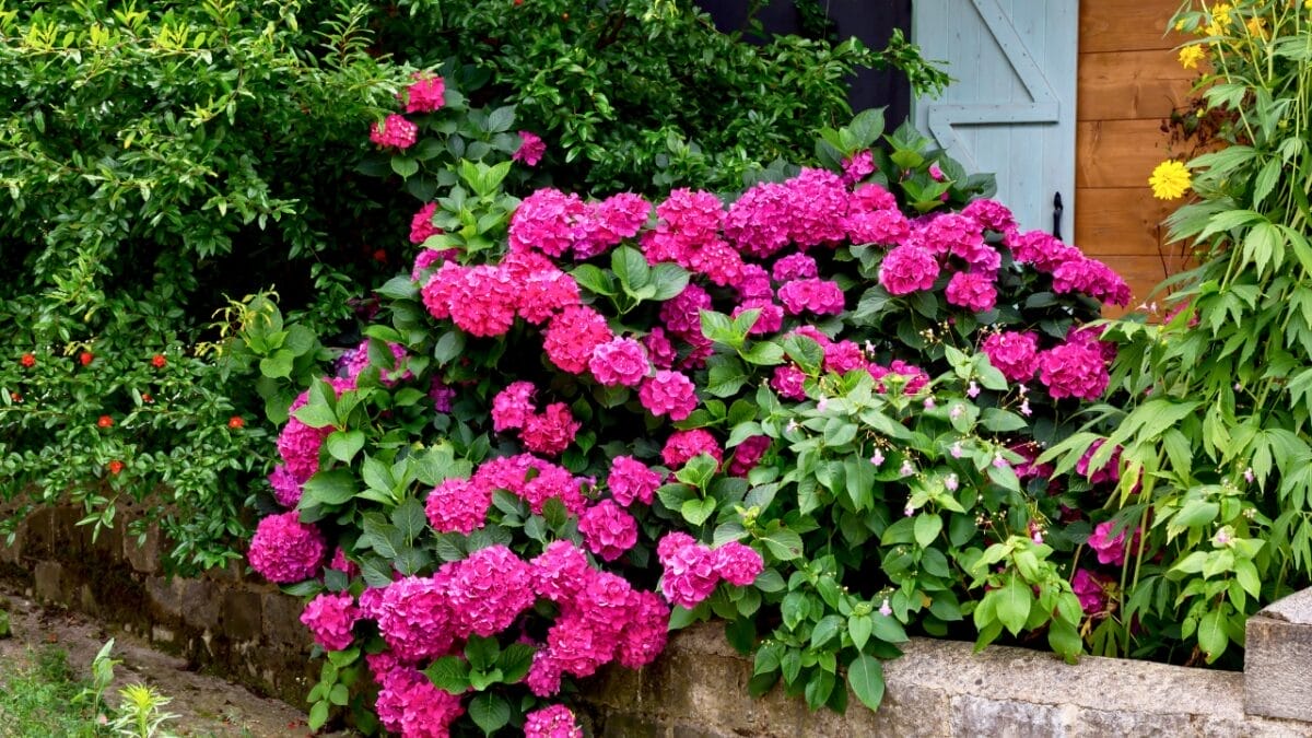 Bring Your Hydrangeas Back to Life with These Easy, Simple Tips 6 Bring Your Hydrangeas Back to Life with These Easy, Simple Tips - hydrangea flowers dp210477380