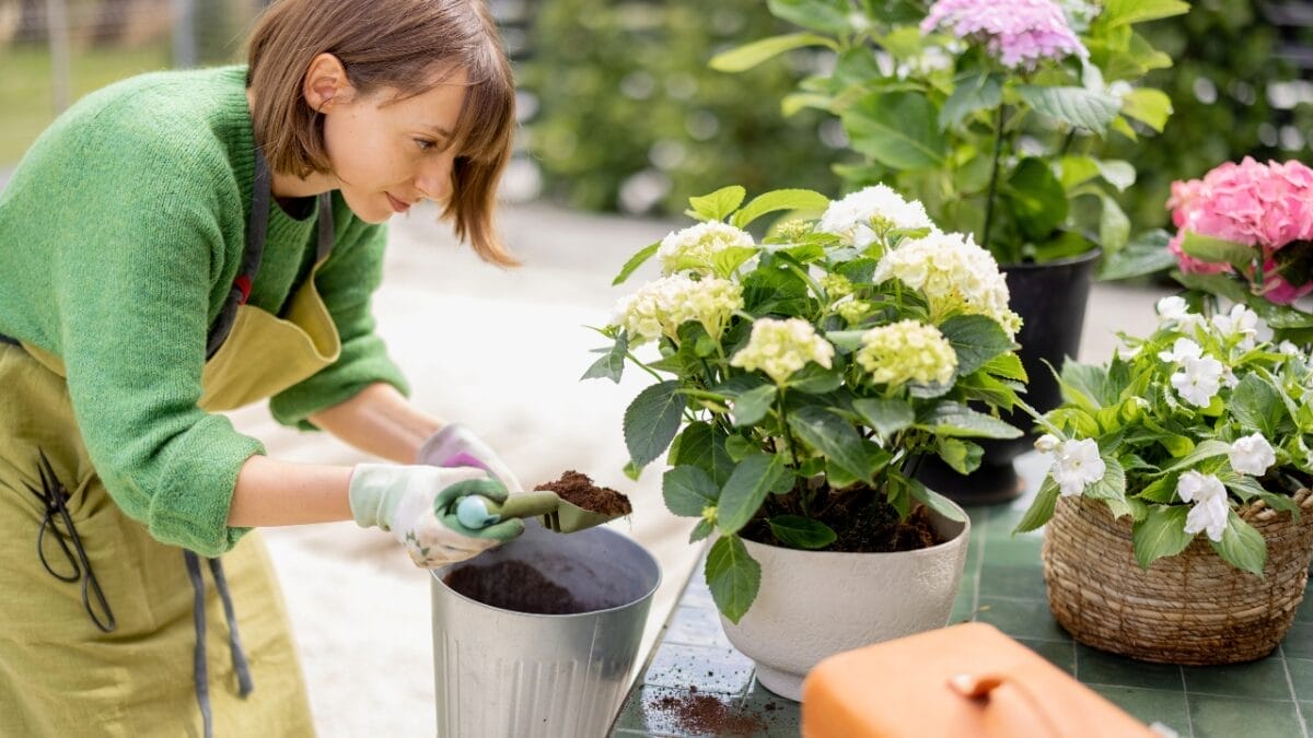 Bring Your Hydrangeas Back to Life with These Easy, Simple Tips - hydrangea flowers soil dp588627354