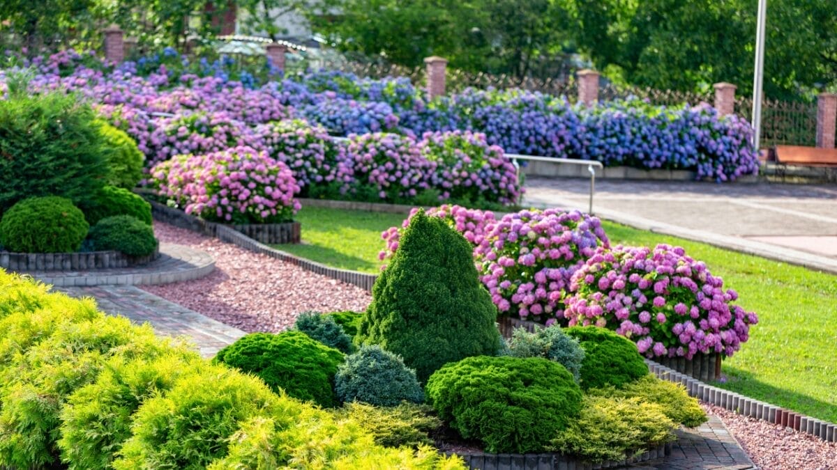6 Reasons for 2024's Hydrangea Craze & Why People are Flocking to New England July 5th-14th 9 6 Reasons for 2024's Hydrangea Craze & Why People are Flocking to New England July 5th-14th - hydrangea garden dp671967970