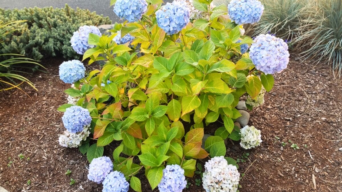 Bring Your Hydrangeas Back to Life with These Easy, Simple Tips - hydrangea mulch dp382545472