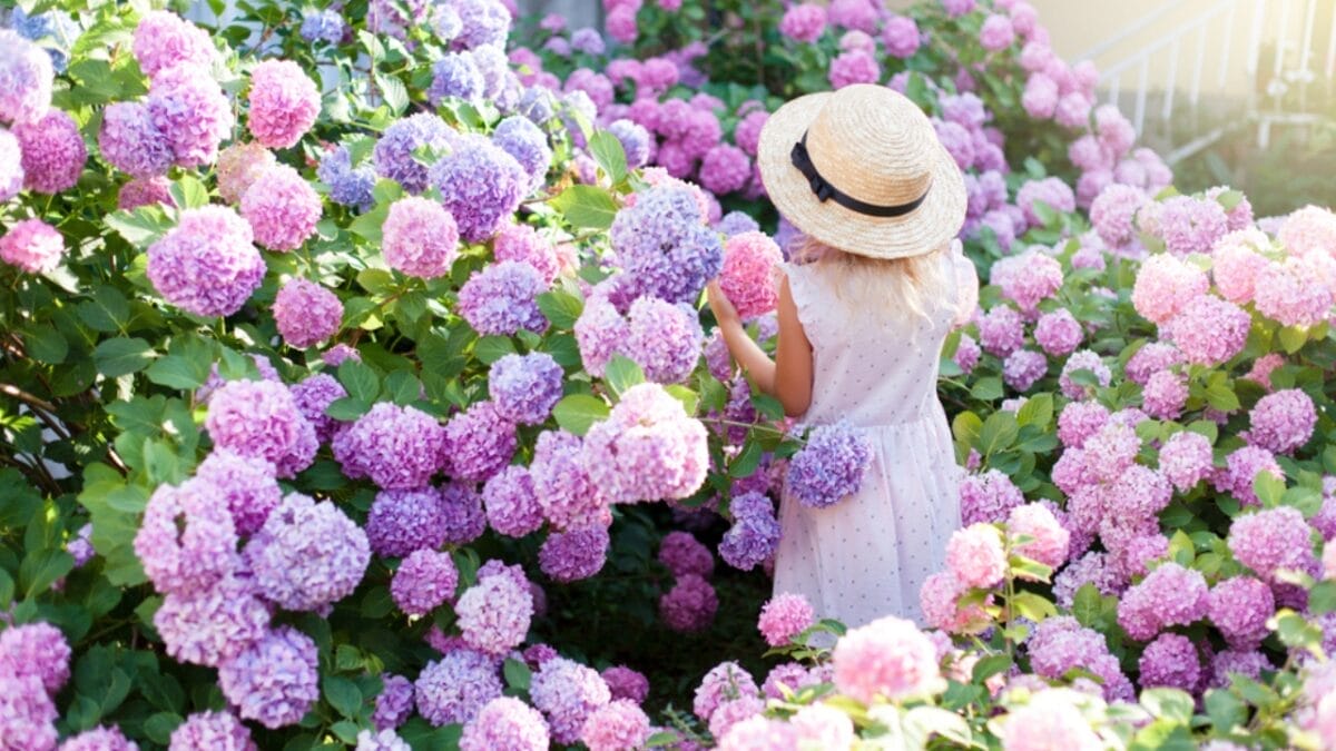 Bring Your Hydrangeas Back to Life with These Easy, Simple Tips - hydrangea blooms ss1139433032