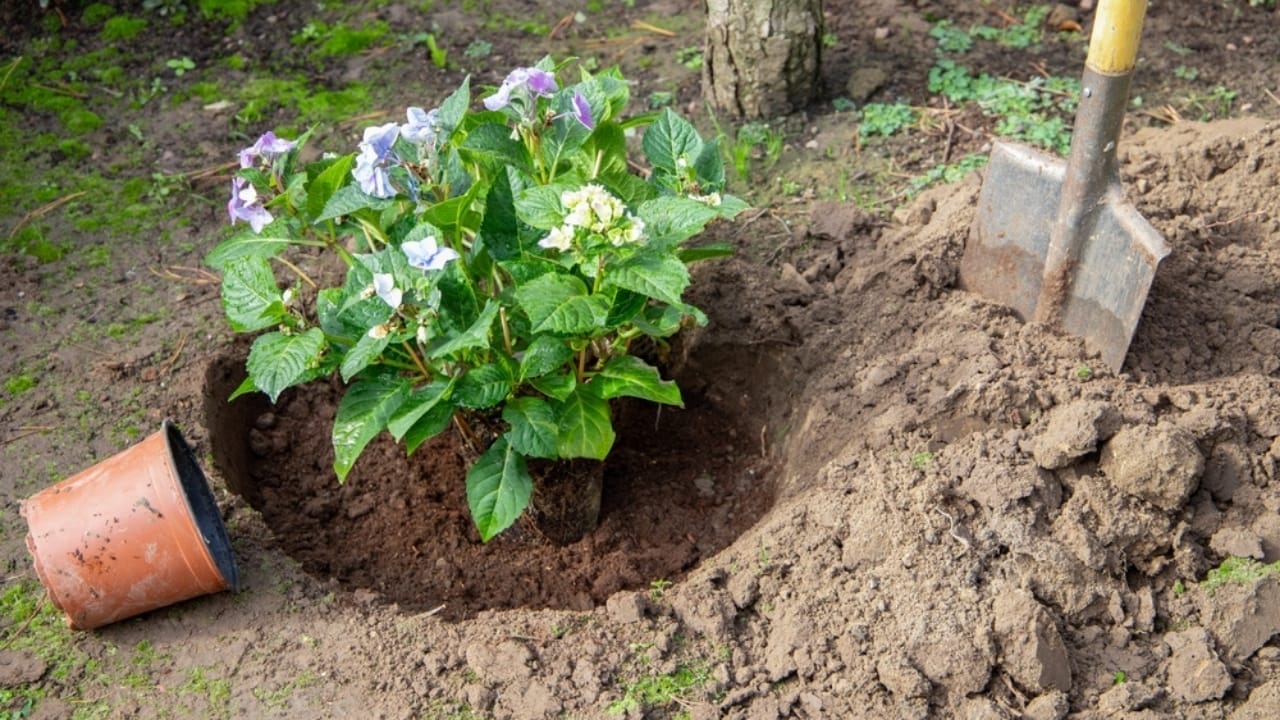 The Dos & Don’ts of Caring for Hydrangeas in the Fall 6 The Dos & Don’ts of Caring for Hydrangeas in the Fall - hydrangea plant ss2236104331