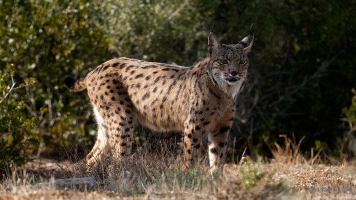 Conservation Efforts Have Resurrected the Iberian Lynx Population 3 Conservation Efforts Have Resurrected the Iberian Lynx Population - iberian forest dp675829974