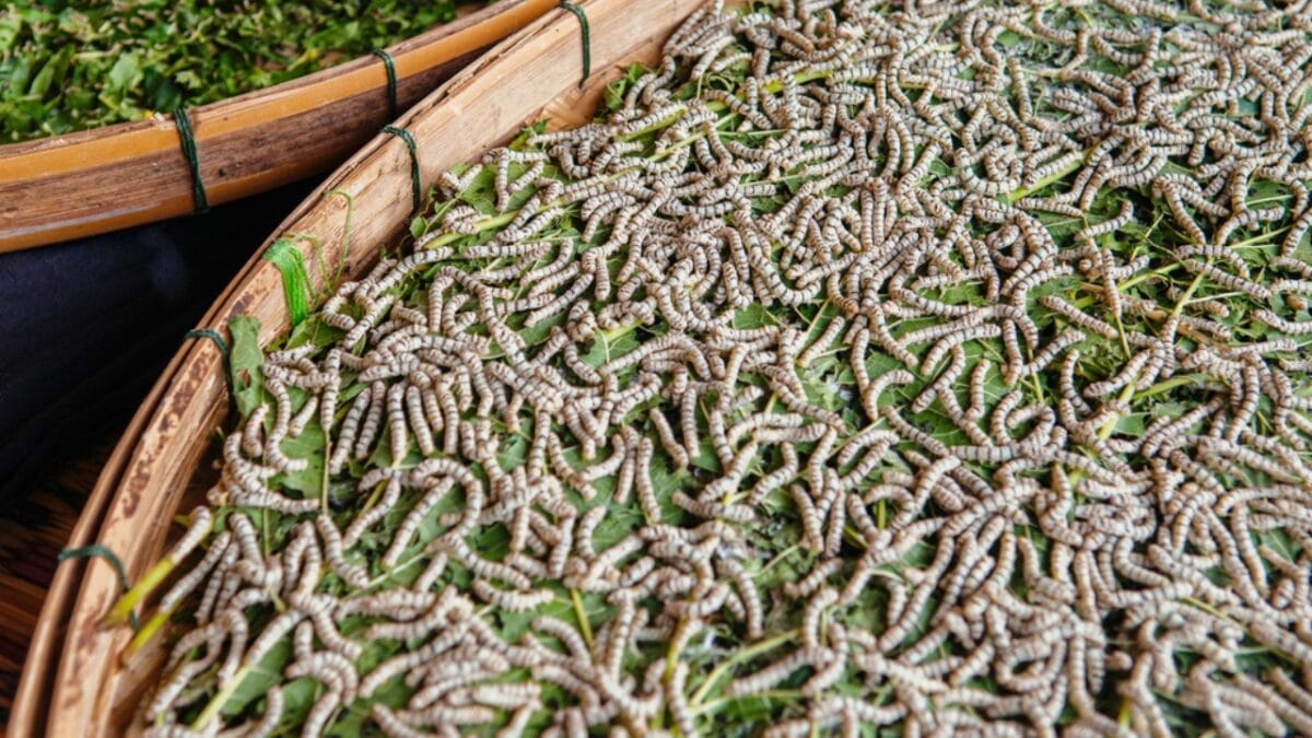 Edible Insects are Gaining Buzz: 7 Things You Should Know 5 Edible Insects are Gaining Buzz: 7 Things You Should Know - insect farming ss1717150576