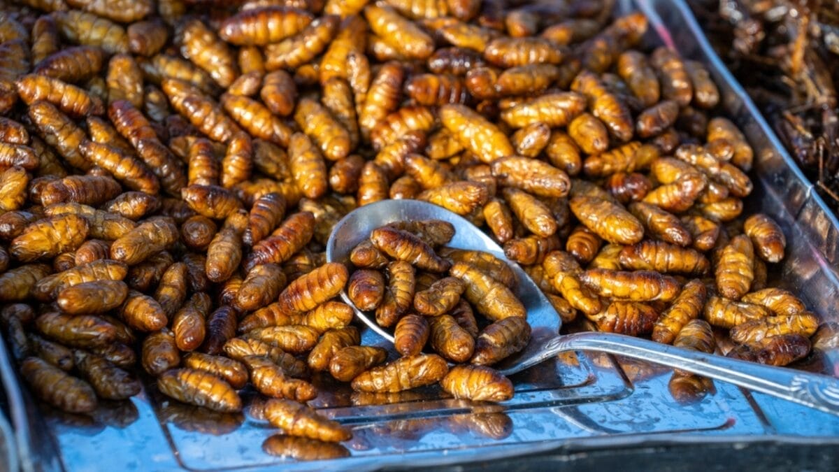 Edible Insects are Gaining Buzz: 7 Things You Should Know 8 Edible Insects are Gaining Buzz: 7 Things You Should Know - insects dp377501068
