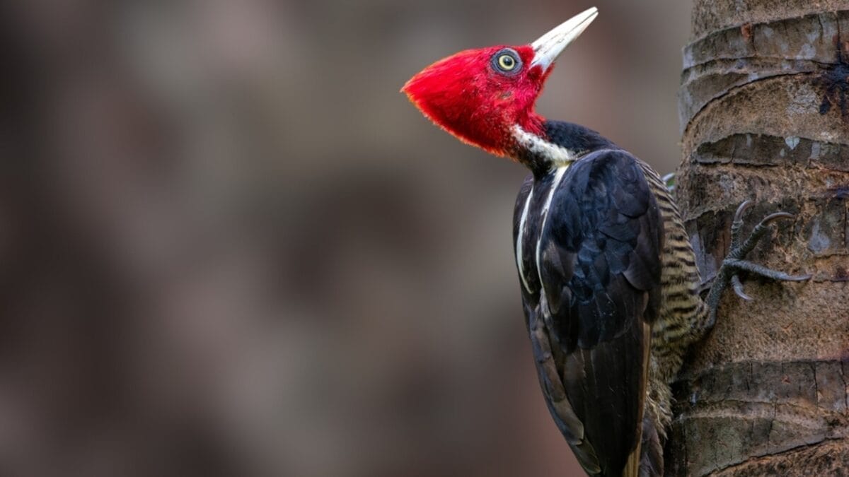 10 of the World's Rarest Birds: Among Over 10,000 Species, 1,480 are on the Brink of Disappearing - ivory billed woodpecker ss2435524995