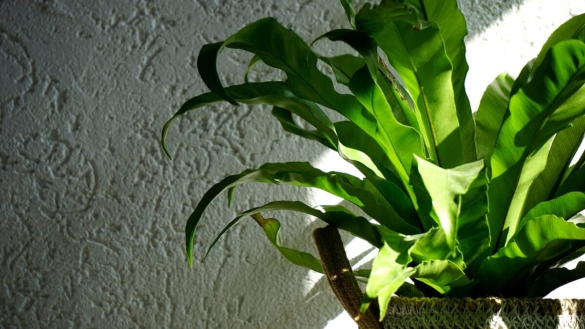 10 Japanese Houseplants for a Calming & Peaceful Living Space - japanese birds nest fern ss2117705948