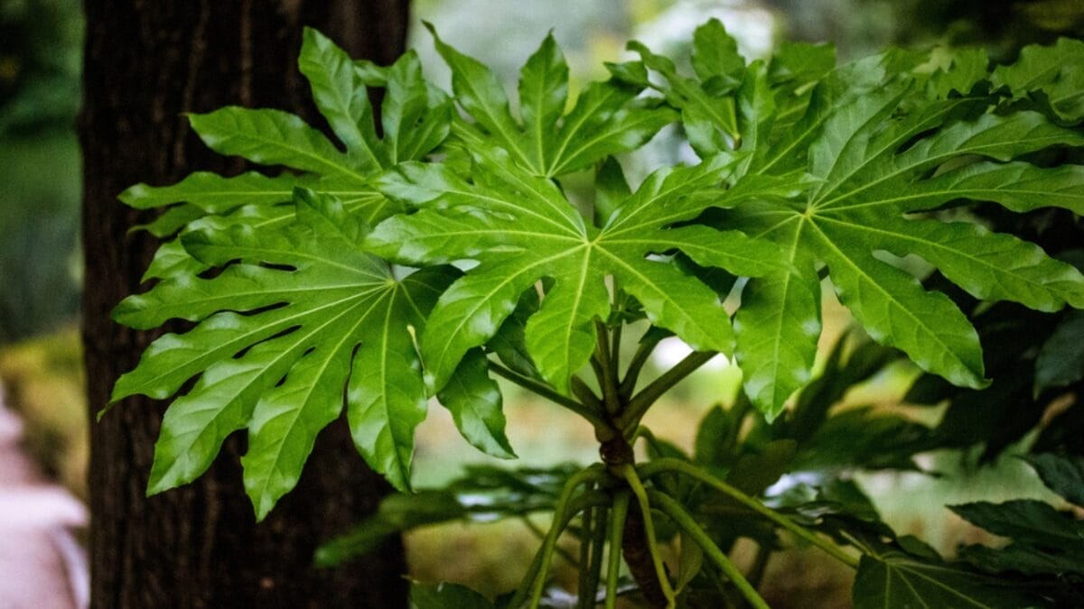10 Japanese Houseplants for a Calming & Peaceful Living Space - japanese fatsia dp724361964