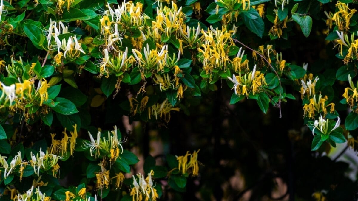 Add Bold Color & Sweet Scents to Your Garden, Effortlessly - japanese honeysuckle ss2167493397