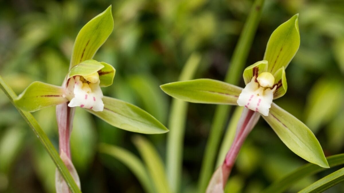 10 Japanese Houseplants for a Calming & Peaceful Living Space - japanese orchid ss1144287092