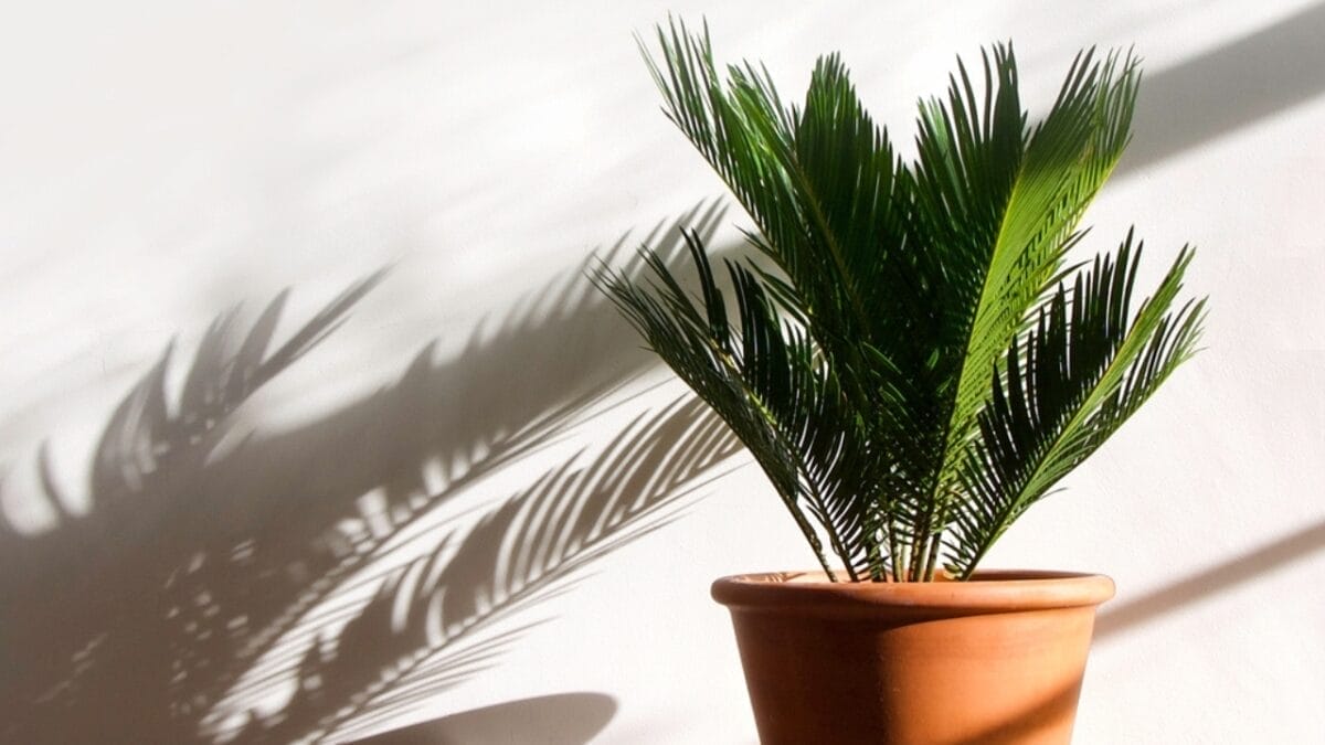 10 Japanese Houseplants for a Calming & Peaceful Living Space - japanese sago palm ss2069277119