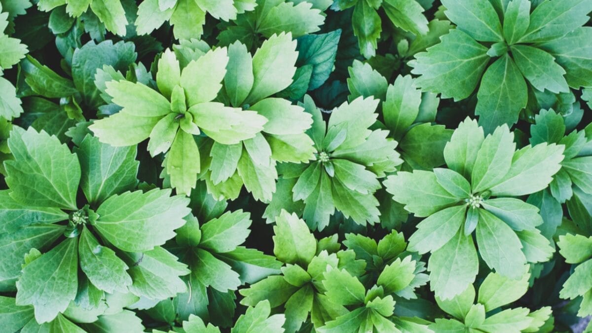 15 Evergreen Perennials for Constant Color & Natural Weed Control - japanese spurge dp480557748