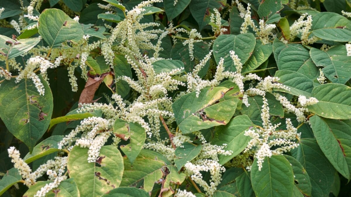 12 Invasive Plants You Must Remove ASAP from Your Yard 6 12 Invasive Plants You Must Remove ASAP from Your Yard - knotweed ss1874256457