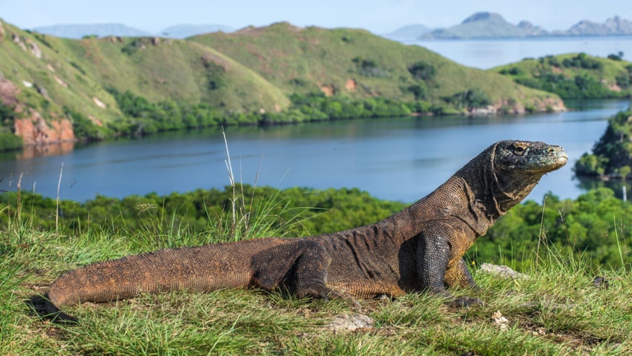 The Lethal Secret Behind Komodo Dragons' Teeth, New Study - komodo dragon in lake dp216258088