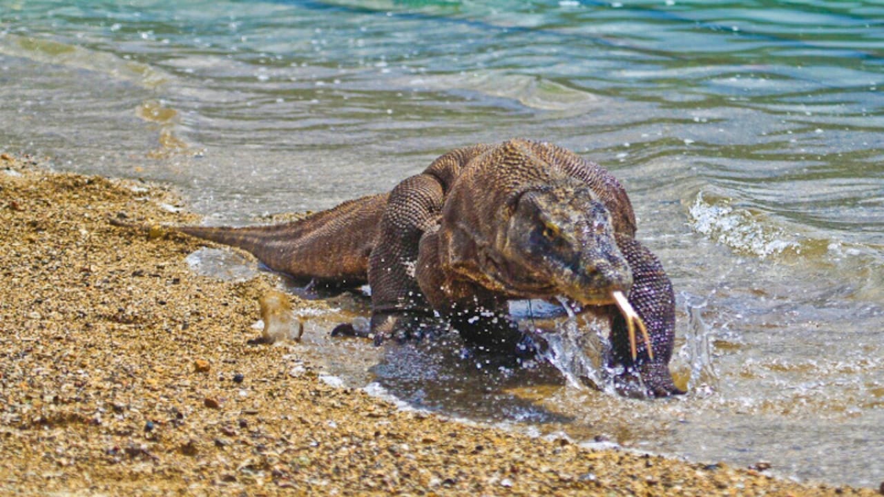 The Lethal Secret Behind Komodo Dragons' Teeth, New Study - komodo dragon swimmer wc