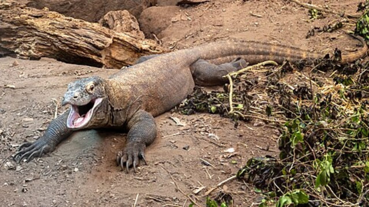 The Lethal Secret Behind Komodo Dragons' Teeth, New Study 4 The Lethal Secret Behind Komodo Dragons' Teeth, New Study - komodo dragon wc