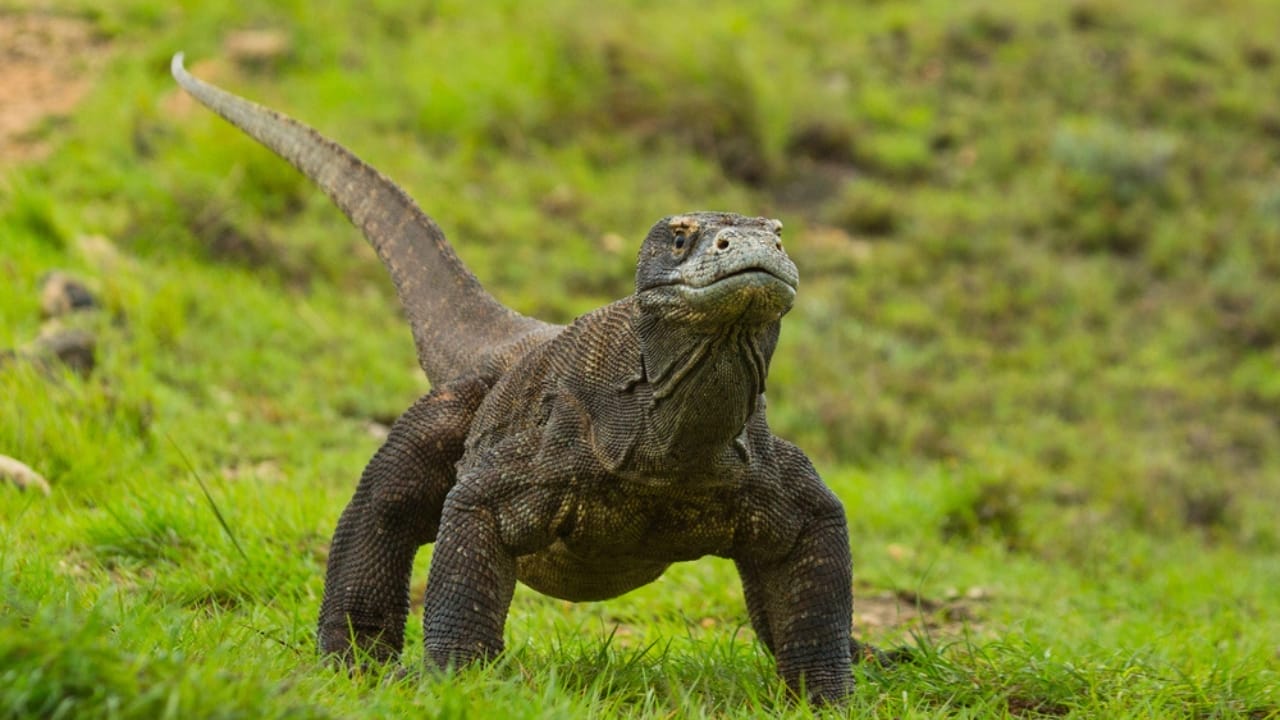 The Lethal Secret Behind Komodo Dragons' Teeth, New Study - komodo dragon weight dp92367808