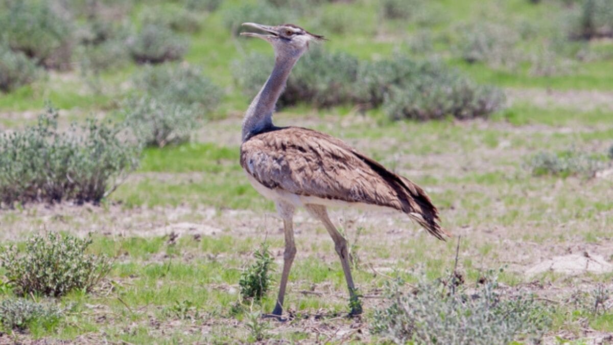 The World's Heavyweight Champion of Flying Birds, Weighing as Much as 4-Gallons of Paint 2 The World's Heavyweight Champion of Flying Birds, Weighing as Much as 4-Gallons of Paint - kori bustard bird dp39229113