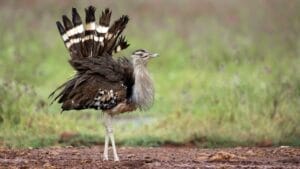 The World's Heavyweight Champion of Flying Birds, Weighing as Much as 4-Gallons of Paint 1 The World's Heavyweight Champion of Flying Birds, Weighing as Much as 4-Gallons of Paint - kori bustard ss430728478