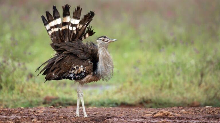 The World's Heavyweight Champion of Flying Birds, Weighing as Much as 4-Gallons of Paint 3 The World's Heavyweight Champion of Flying Birds, Weighing as Much as 4-Gallons of Paint - kori bustard ss430728478