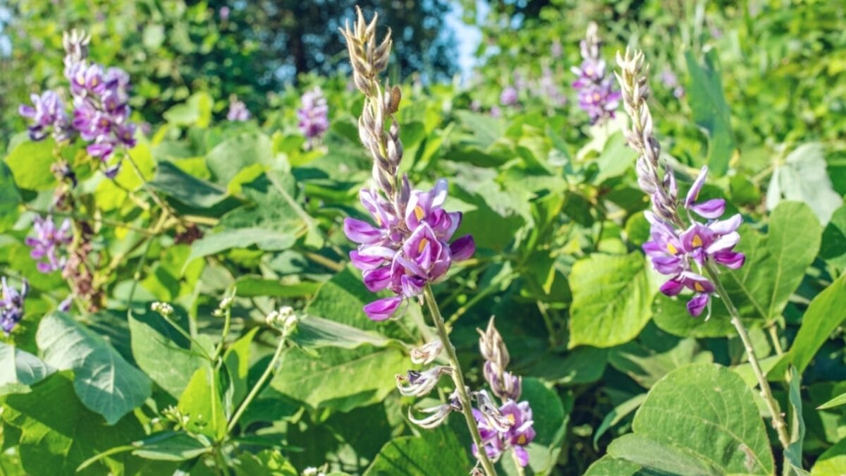 15 Plants Our Grandparents Ate to Survive the Great Depression - kudzu ss2054409692