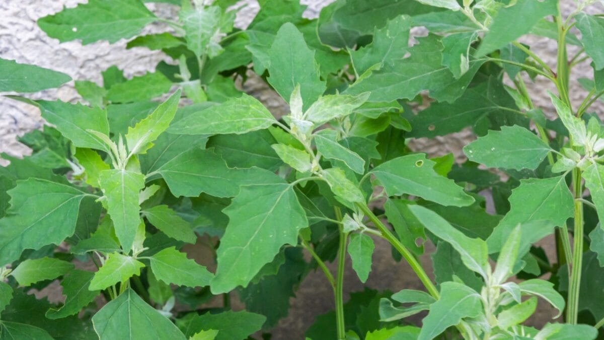 15 Plants Our Grandparents Ate to Survive the Great Depression - lambs quarter dp611048630