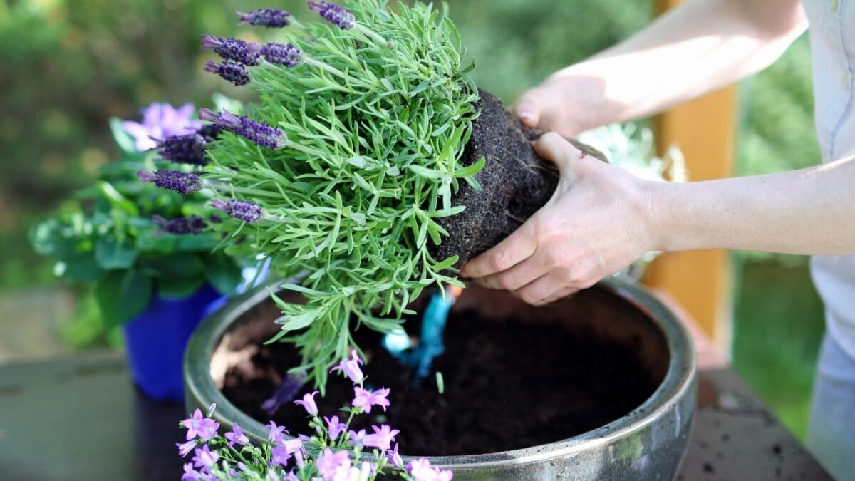 Bring Lavender Indoors: 10 Tips for Potted Perfection 10 Bring Lavender Indoors: 10 Tips for Potted Perfection - lavender growing pot dp74671317
