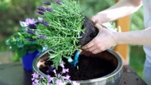Grow Lavender Successfully: Expert Care Tips That Work 1 Grow Lavender Successfully: Expert Care Tips That Work - lavender growing pot dp74671317