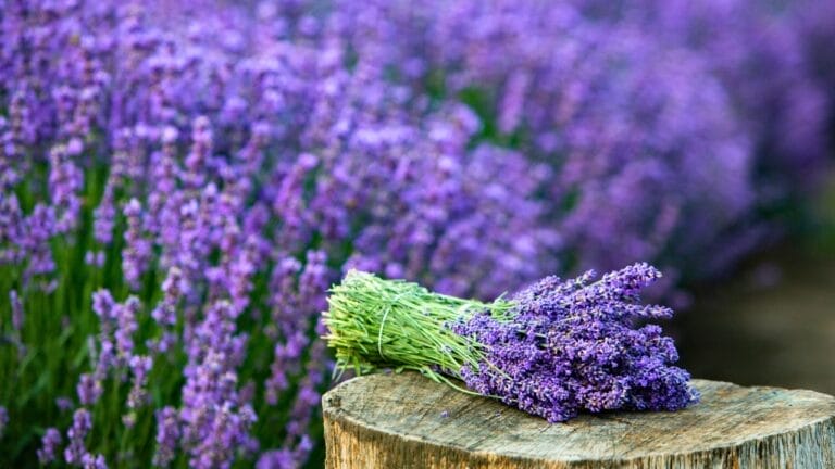 15 Ways to Put Your Lavender Leaves to Good Use 4 15 Ways to Put Your Lavender Leaves to Good Use - lavender ss2475625923