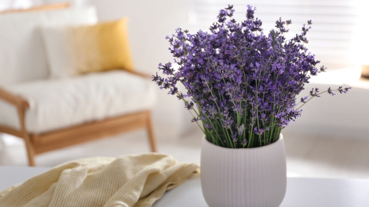 10 Tricks to Revive Your Lavender Plants for a Beautiful Bloom This Year 7 10 Tricks to Revive Your Lavender Plants for a Beautiful Bloom This Year - lavender flowers ss1798159312