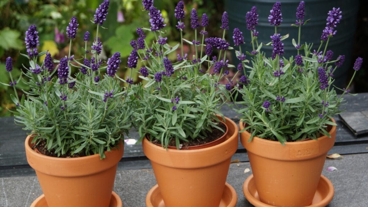 Attract Positive Energy: 15 Good Luck Plants for Your Home 16 Attract Positive Energy: 15 Good Luck Plants for Your Home - lavender in pot ss1454579813