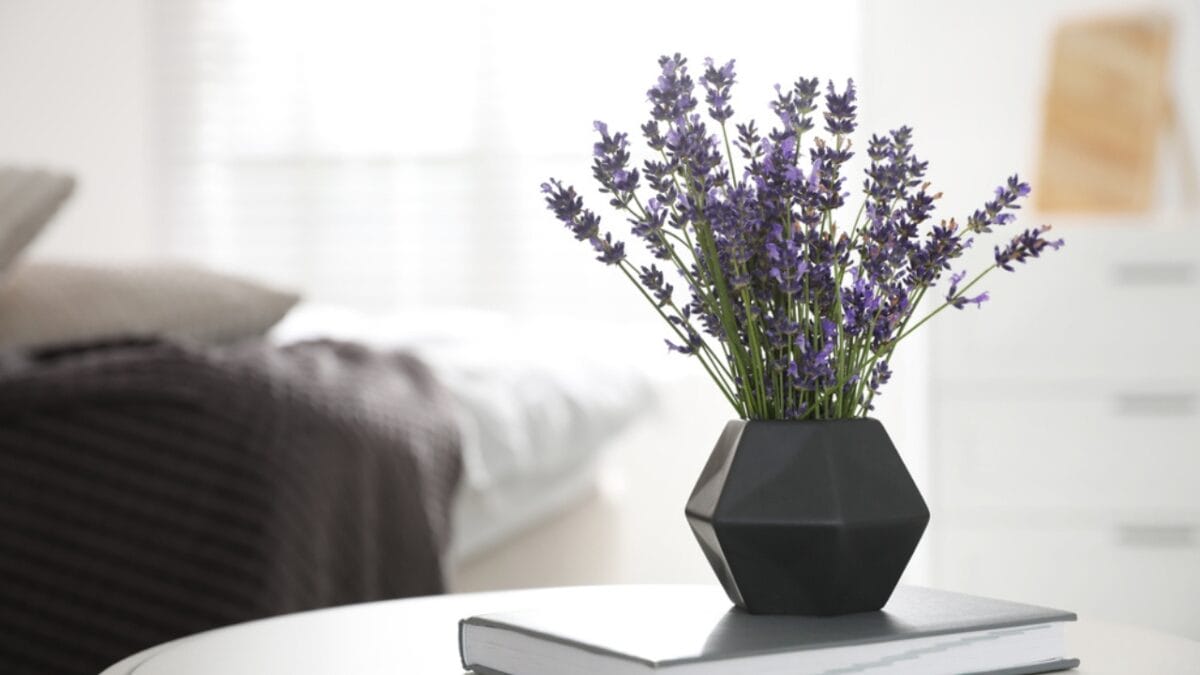 Bring Lavender Indoors: 10 Tips for Potted Perfection 9 Bring Lavender Indoors: 10 Tips for Potted Perfection - lavender ss1795231606