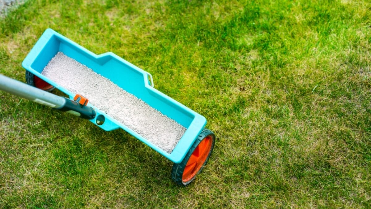 7-Simple Steps to Cultivating a Corsican Mint Lawn - lawn fertilizer dp576008632