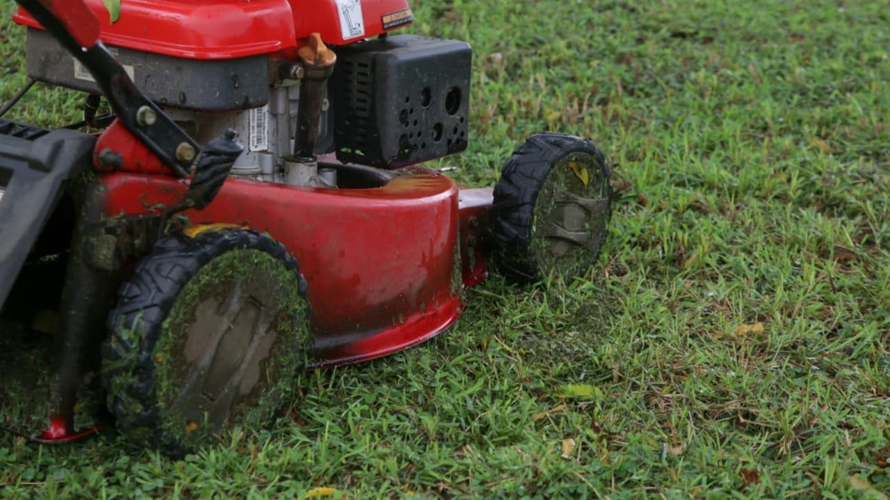 Natural Pest Control: Welcome Owls and Hawks to Your Garden 4 Natural Pest Control: Welcome Owls and Hawks to Your Garden - lawn mowing wet grass dp361016400