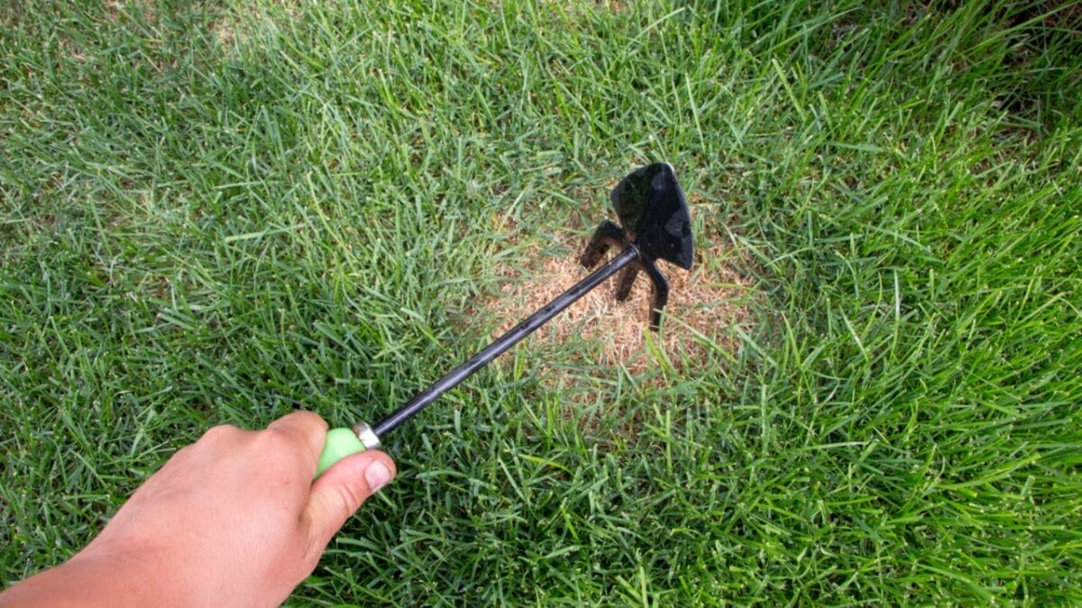 15 Tips to Banish Moss from Your Lawn 10 15 Tips to Banish Moss from Your Lawn - lawn overseeding dp196345542