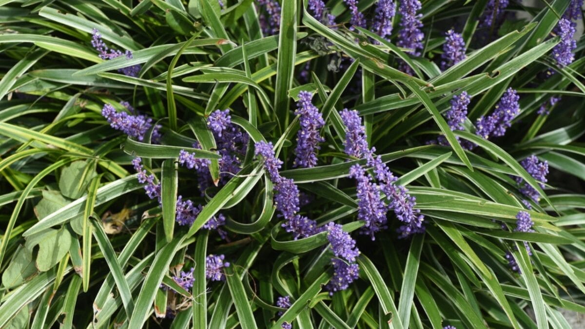 15 Garden Plants That Can Last a Lifetime 7 15 Garden Plants That Can Last a Lifetime - lily turf dp508248966