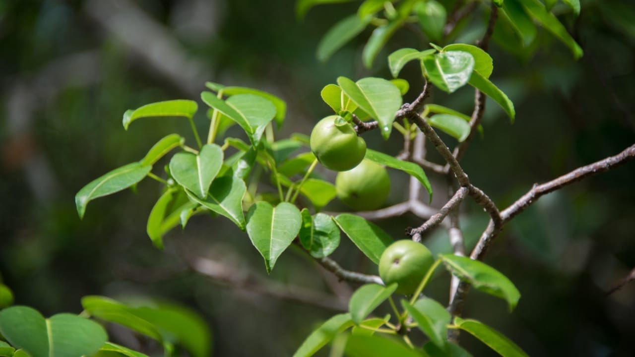 10 of the Most Pain-Inducing Plants on Earth You Should Never Touch 8 10 of the Most Pain-Inducing Plants on Earth You Should Never Touch - machineel tree ss681770539