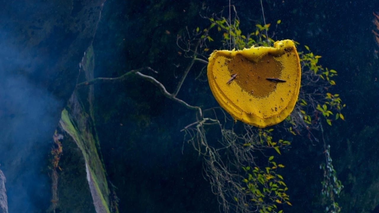 The Hallucinogenic Honey That's Banned Around the World - mad honey ss2285383465