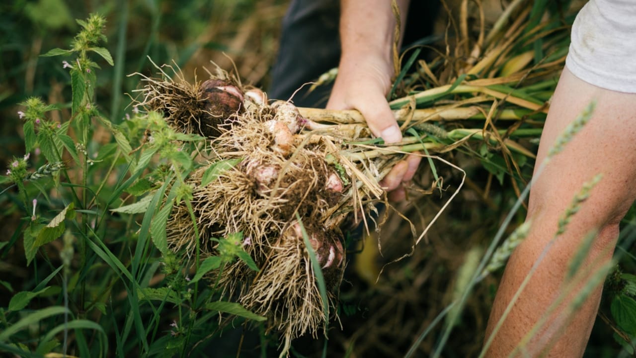 How to Grow Garlic for a Never-Ending Supply 4 How to Grow Garlic for a Never-Ending Supply - man harvesting garlic dp177610452