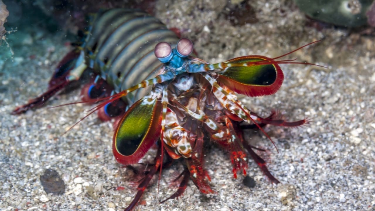 Meet the Mantis Shrimp, a Deadly Stunner with a Punch Faster Than a .22-Caliber Bullet 2 Meet the Mantis Shrimp, a Deadly Stunner with a Punch Faster Than a .22-Caliber Bullet - mantis shrimp dp223549488
