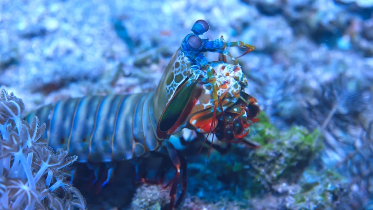 Meet the Mantis Shrimp, a Deadly Stunner with a Punch Faster Than a .22-Caliber Bullet 3 Meet the Mantis Shrimp, a Deadly Stunner with a Punch Faster Than a .22-Caliber Bullet - mantis shrimp dp255268052