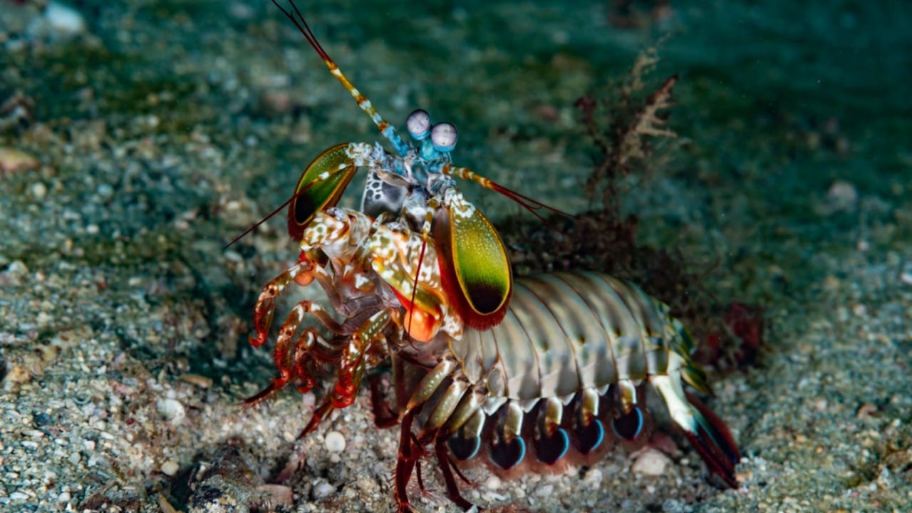 Meet the Mantis Shrimp, a Deadly Stunner with a Punch Faster Than a .22-Caliber Bullet 5 Meet the Mantis Shrimp, a Deadly Stunner with a Punch Faster Than a .22-Caliber Bullet - mantis shrimp dp459173834