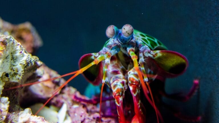 Meet the Mantis Shrimp, a Deadly Stunner with a Punch Faster Than a .22-Caliber Bullet 10 Meet the Mantis Shrimp, a Deadly Stunner with a Punch Faster Than a .22-Caliber Bullet - mantis shrimp ss1026350851